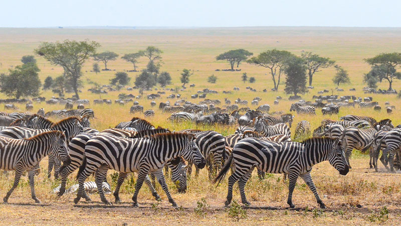 Tanzania 3 Days Camping Safari